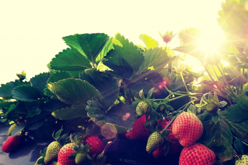 strawberry plants grow in garden